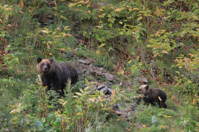 ヒグマ　親子　赤ちゃん
