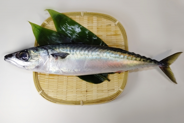 鯖　サバ
