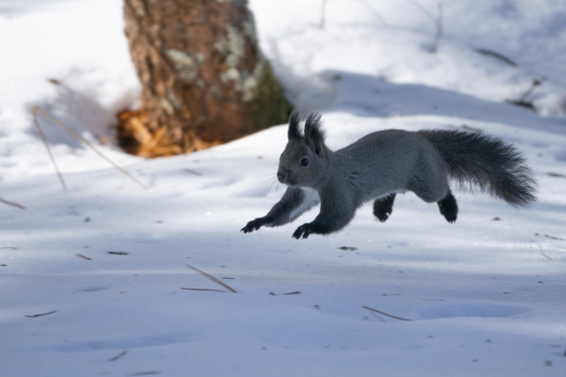 エゾリス　雪　北海道