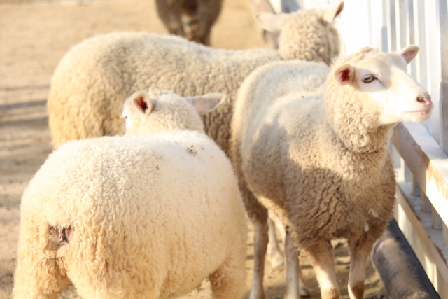 羊　ミュールシング　ウール