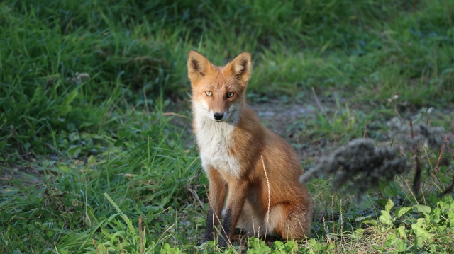 キタキツネ　北海道　カッコいい