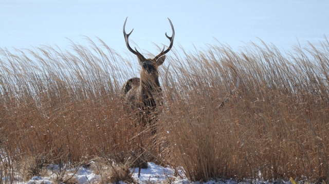 エゾシカ　北海道　かっこいい　雄