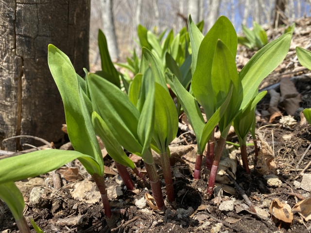 行者ニンニク　北海道　春