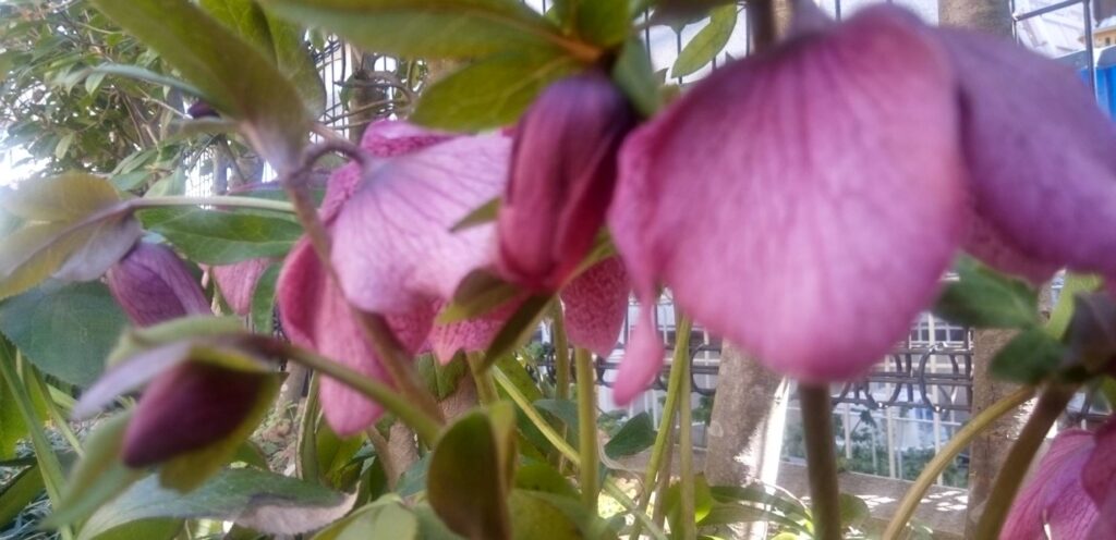 クリスマスローズ 紫 冬のお庭 ガーデニング