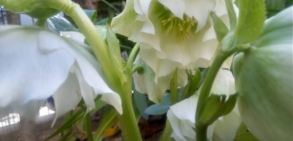 クリスマスローズ 白 冬のお庭 ガーデニング