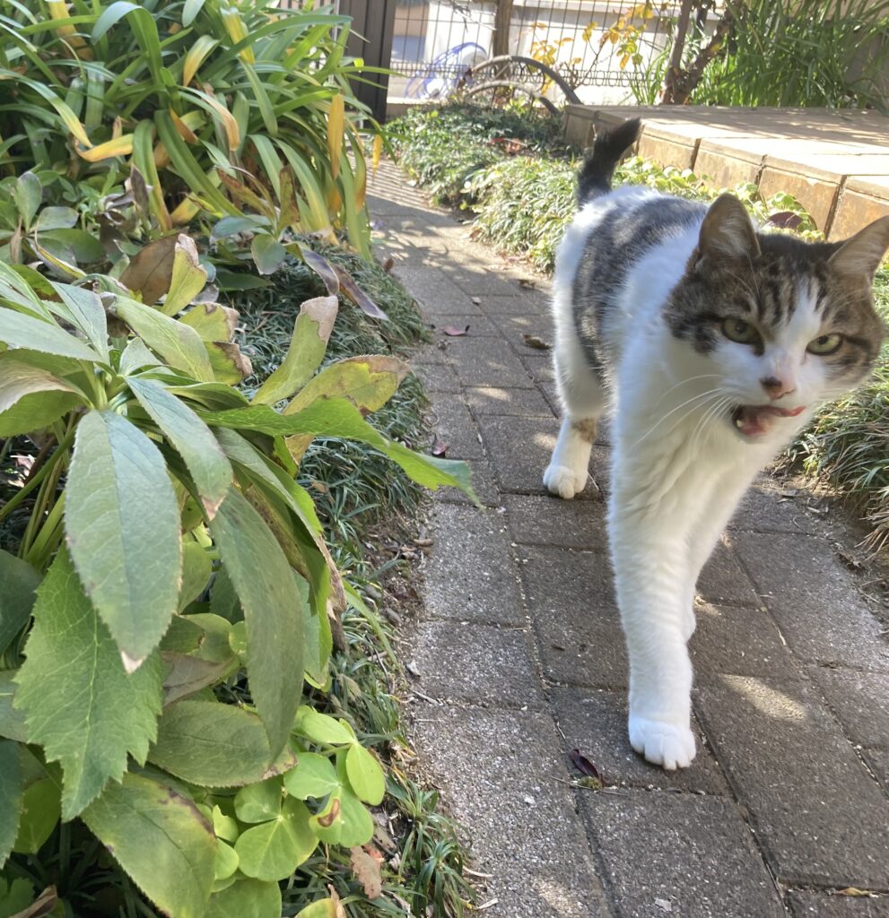 猫と冬のお庭
冬アガパンサス