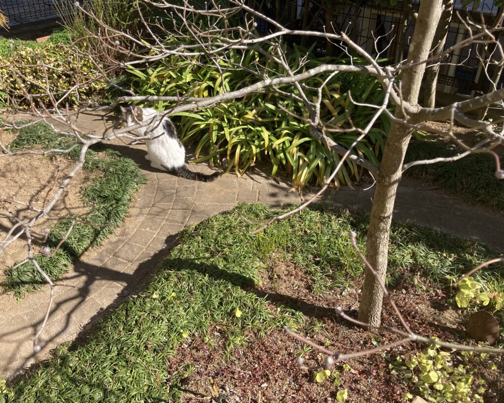 冬のお庭 ガーデニング 猫