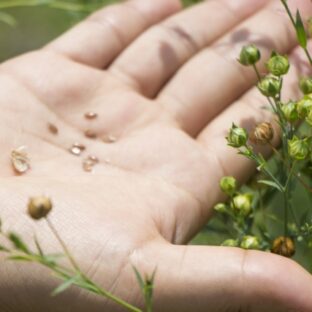 亜麻油とは？洋服のリネン/麻生地との関係を解説”多用途な植物”の汎用性