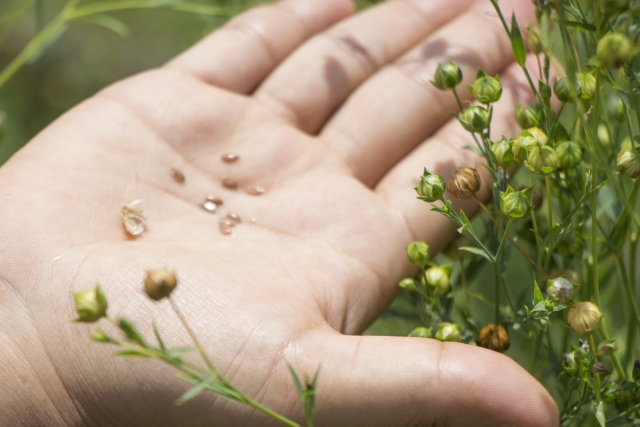 フラックスシード