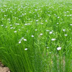 洋服のリネン素材の生地が作られる”亜麻の輪作の効果”と季節ごとの管理方法
