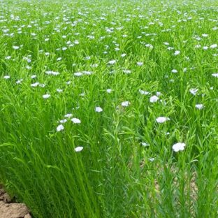 洋服のリネン素材の生地が作られる”亜麻の輪作の効果”と季節ごとの管理方法