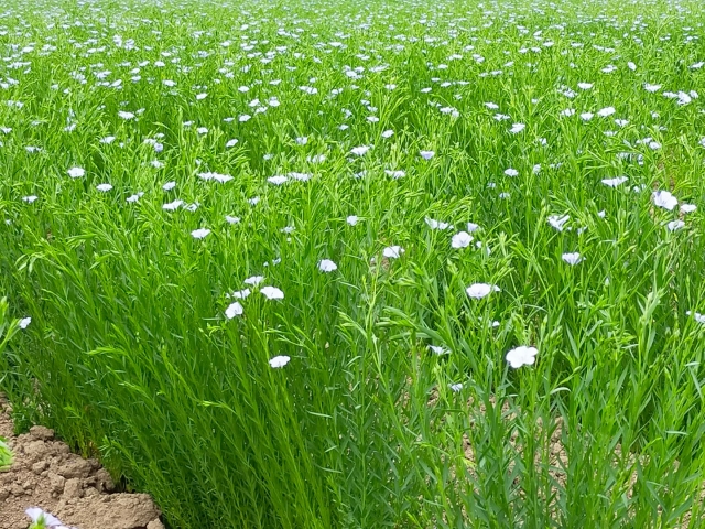 亜麻畑