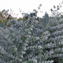 再生繊維テンセル生地の特徴と歴史解説”ユーカリの木”から取れる？