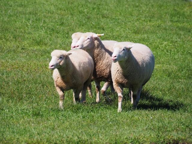 冬こそ選びたいウール素材の魅力とは