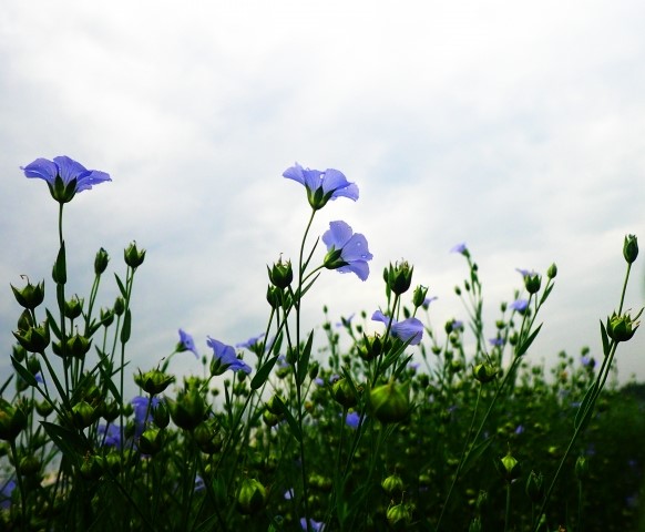 フラックス　ネップ　天然素材　麻/リネン　生地　布　繊維にできる理由