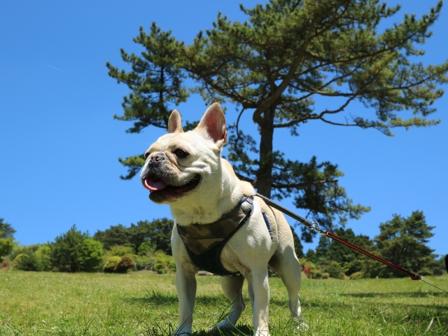 洋服に付いたペットの毛 簡単に効率よく取る裏技5 毛がつきにくい素材 フレンチブル