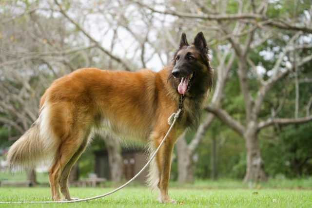 洋服に付いたペットの毛 簡単に効率よく取る裏技 毛がつきにくい素材 シェパード