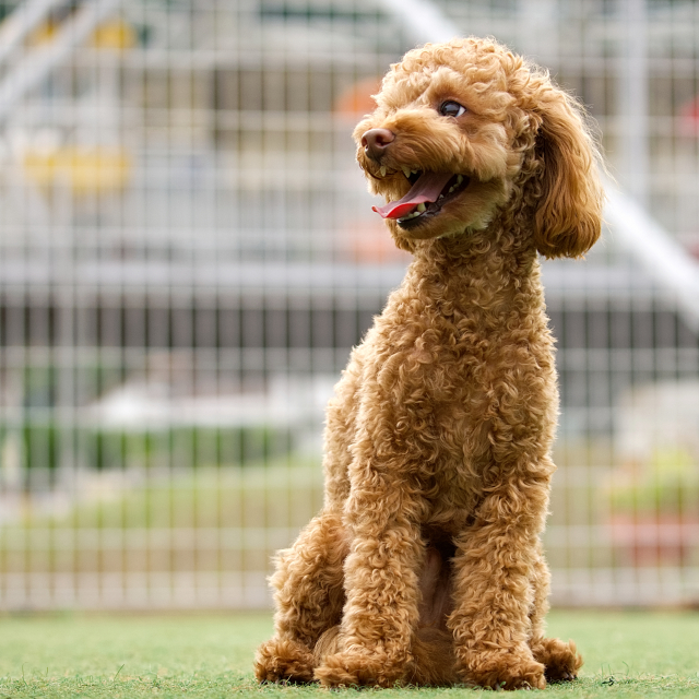 洋服に付いたペットの毛 簡単に効率よく取る裏技 毛がつきにくい素材 トイプードル