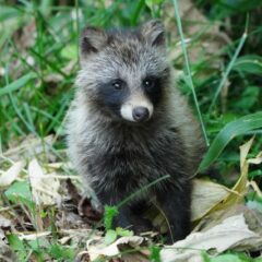 狸顔・狐顔に似合う洋服の選び方ガイド