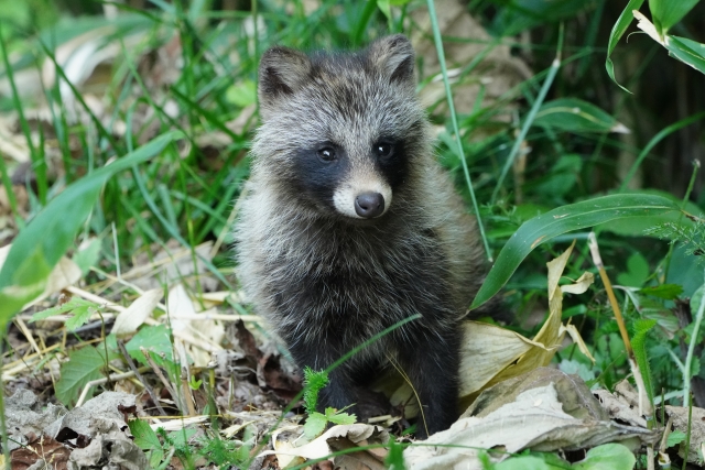狸顔　狐顔　似合う洋服の選び方ガイド