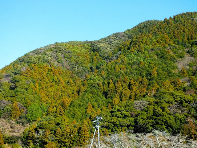 洗濯物に花粉を付けないための方法ガイド