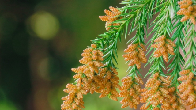 洗濯物に花粉を付けないための方法ガイド